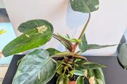 Philodendron White Princess Plant