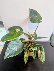 Philodendron White Princess Plant