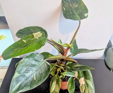 Philodendron White Princess Plant
