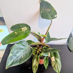 Philodendron White Princess Plant