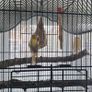 Canary Image 4
