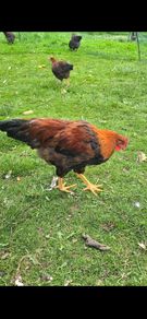 Welsummer rooster