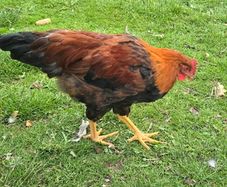 Welsummer rooster
