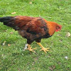 Welsummer rooster