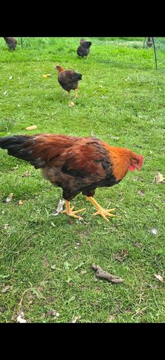 Welsummer rooster