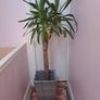 indoor plant Image 5