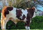 Simmental Bulls