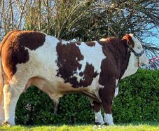 Simmental Bulls