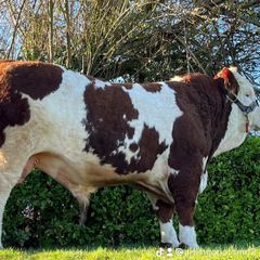 Simmental Bulls