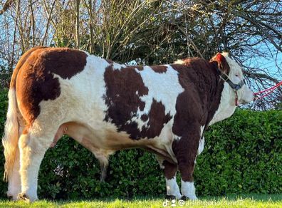 Simmental Bulls