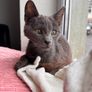 Cat Image 3