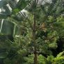 scotts pine trees Image 6