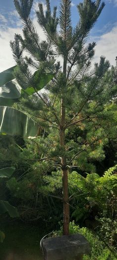 scotts pine trees