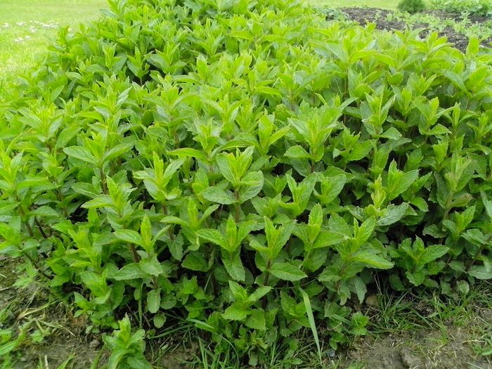 Mint Plant