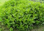 Mint Plant / Chocolate Mint Plant