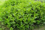 Mint Plant