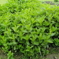 Mint Plant