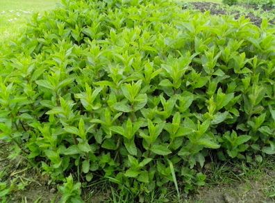 Mint Plant
