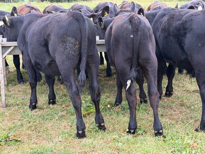 20 Aberdeen Angus Bull Weanlings