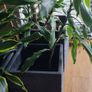 Yucca houseplant Image 9