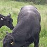 Aberdeen Angus Bull Image 3