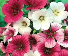 (M) Mallow Wort Seeds 1g  (440195)