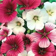 (M) Mallow Wort Seeds 1g  (440195)