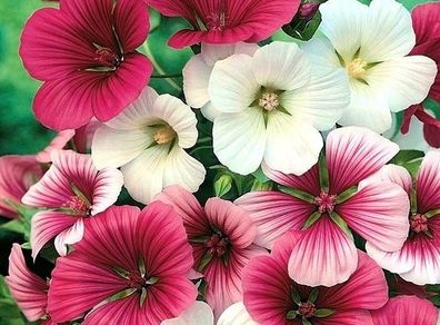 (M) Mallow Wort Seeds 1g  (440195)