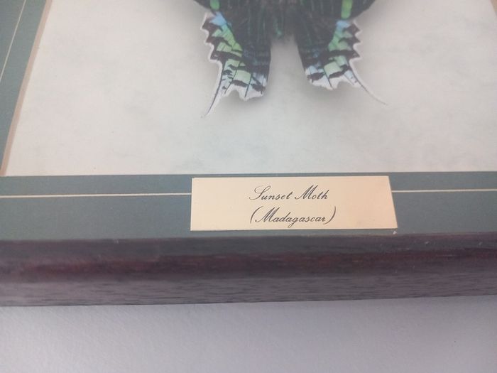 taxidermy
