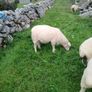 Galway sheep Image 2