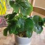 Artificial Monstera Plants in Ceramic Pots x 2 Image 10