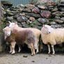 Wicklow  cheviot hoggat rams Image 6
