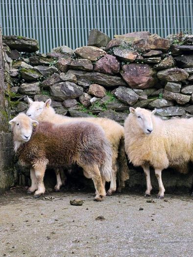 Wicklow  cheviot hoggat rams