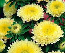 (A) Aster Balloon (yellow) seeds 0.2g (415168)