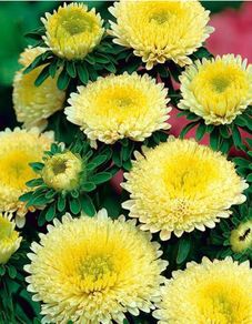 (A) Aster Balloon (yellow) seeds 0.2g (415168)