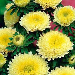 (A) Aster Balloon (yellow) seeds 0.2g (415168)