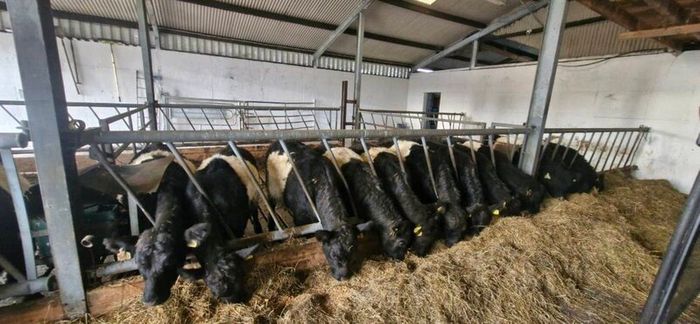 Weanlings
