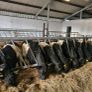Weanlings Image 2
