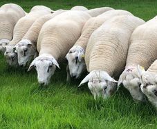 Belclare rams for sale