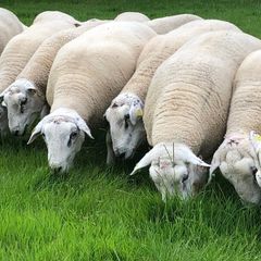 Belclare rams for sale