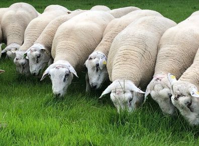 Belclare rams for sale