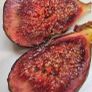 Fig Tree Image 7