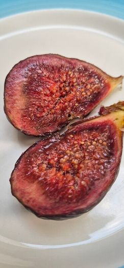 Fig Tree