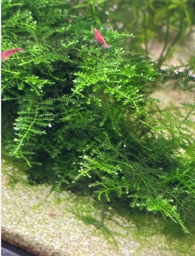 Christmas moss