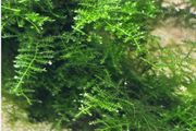 Christmas moss