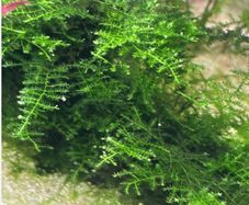 Christmas moss