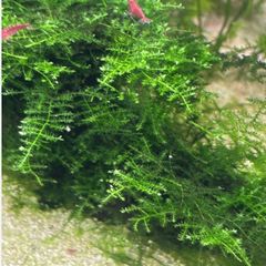 Christmas moss