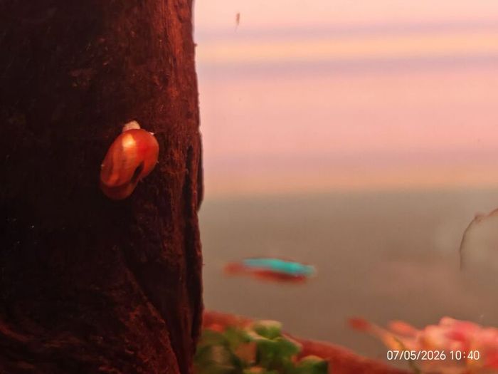 Ramshorn Snails