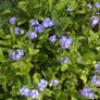 5 plants forget-me not cottage garden Image 2