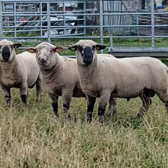 Hampshire Down  Pure bred rams and Cross bred rams